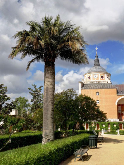 Palmera de Chile en El Parterre