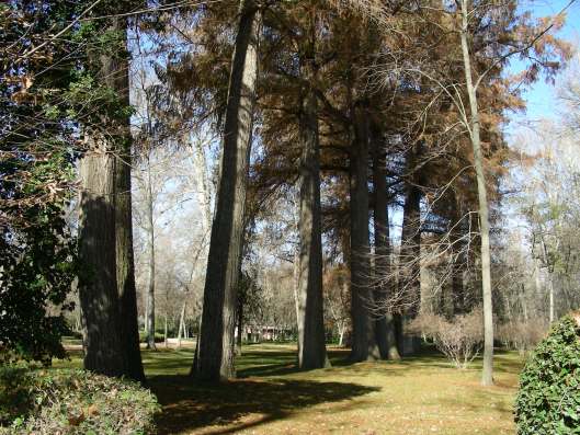 Bosque de ahuehuetes gigantes llegados de lejos en el Jardín del Príncipe.