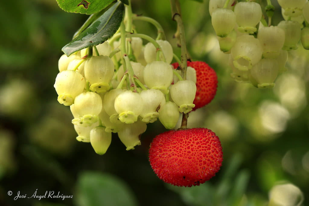 Flor y fruto del madroño