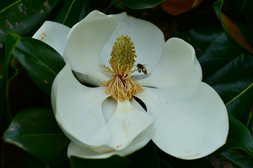 Flor de magnolio