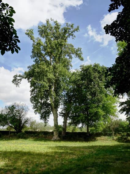 Plátanos de la Tronca en Jardín histórico de la Isla-Aranjuez