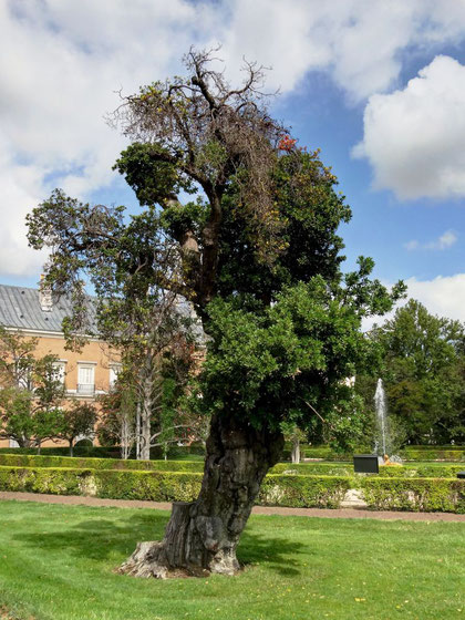 Madroño Singular Jardín del Parterre